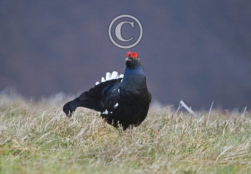 Black Grouse DM1001